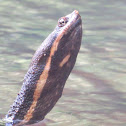 Argentine snake-necked turtle