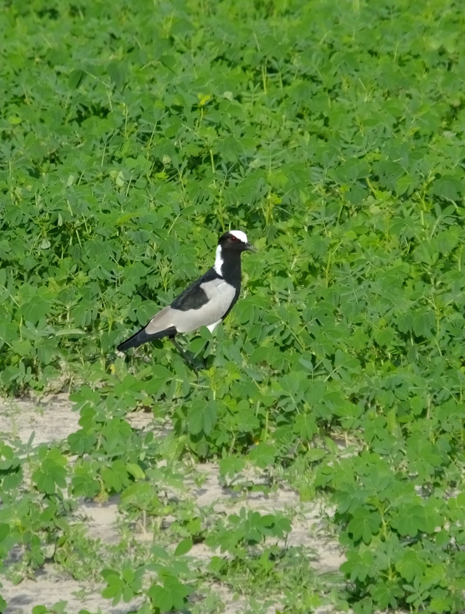 blacksmith lapwing