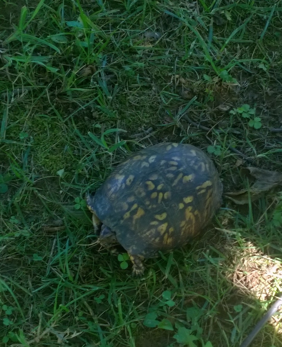 Eastern Box Turtle