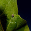 Lady Beetle