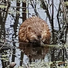 Muskrat