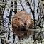 Muskrat