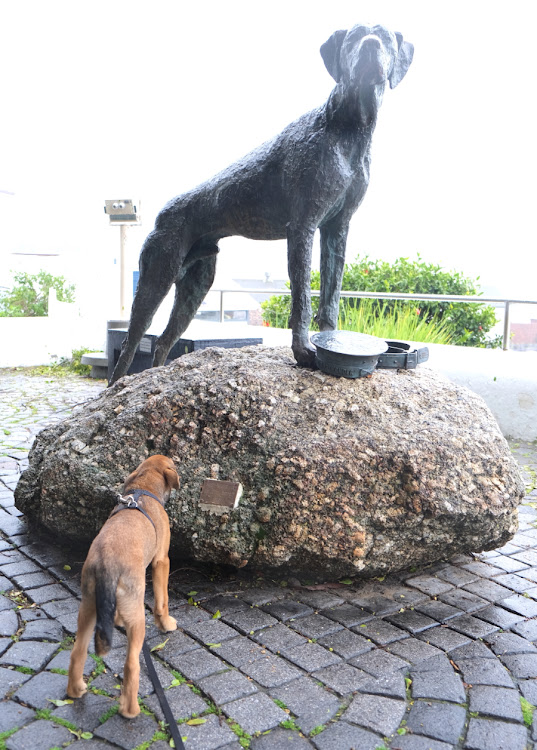 Bailey spooked by the statue of AB Just Nuisance in Simon’s Town. Picture: PAUL ASH