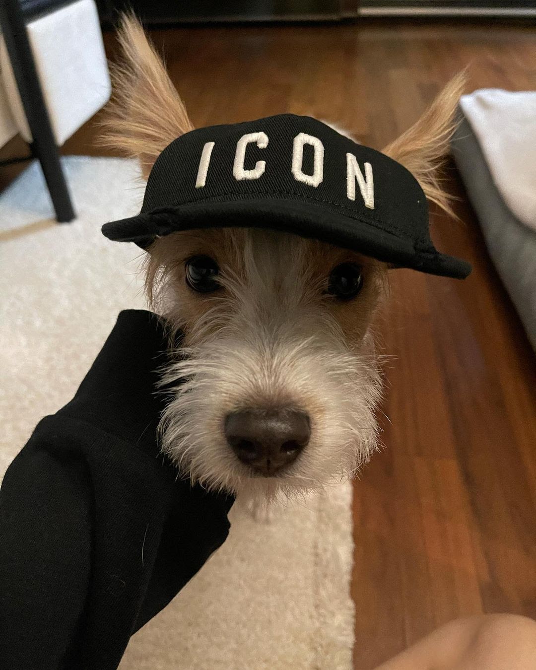 icon