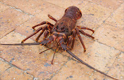 A rock lobster in Hout Bay, Cape Town.