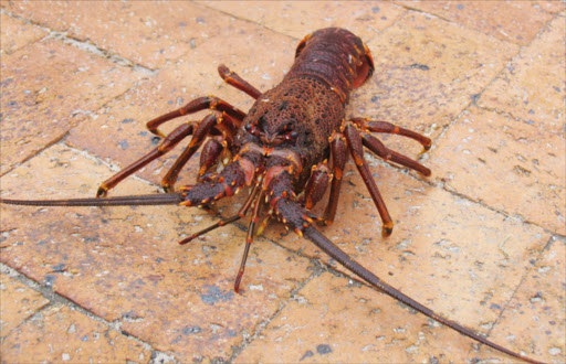 A rock lobster in Hout Bay, Cape Town.