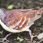 Cinnamon Ground Dove