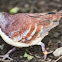 Cinnamon Ground Dove