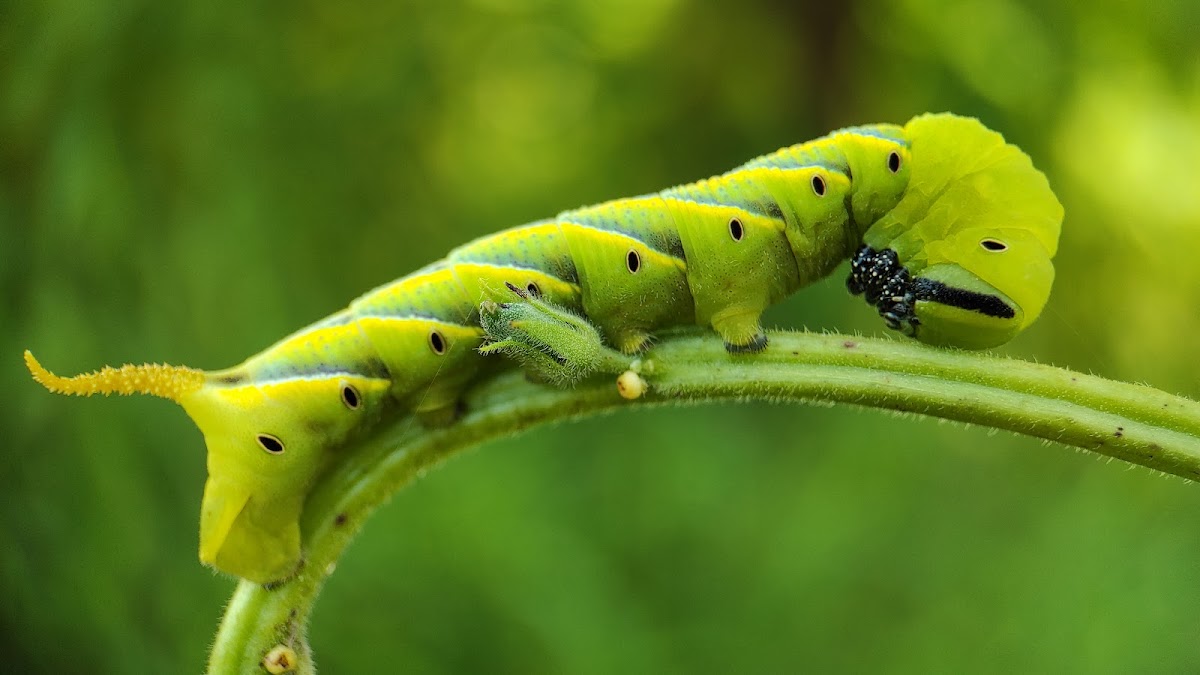 Death's-head Hawkmoths