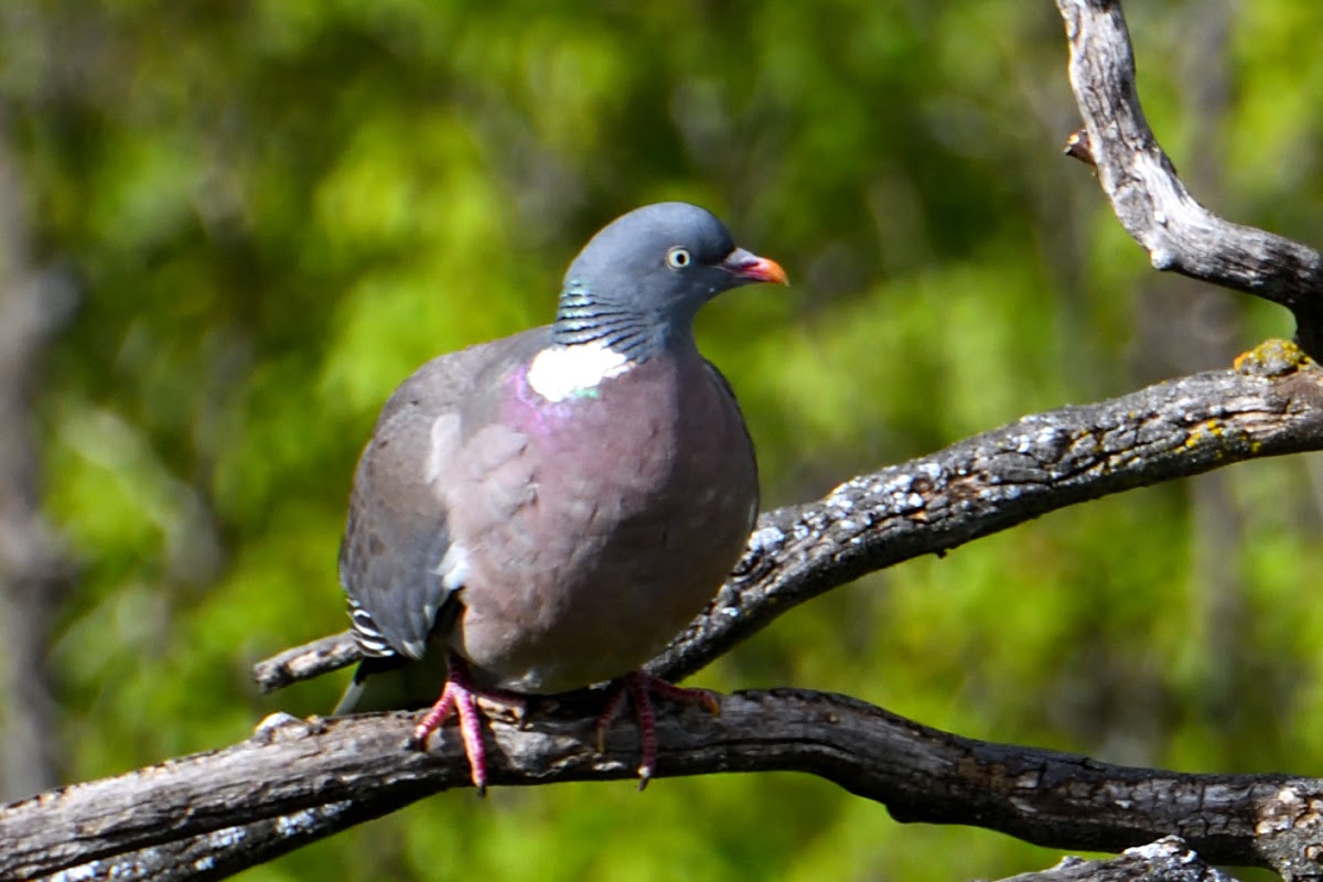 Common Woodpigeon; Paloma Torcaz