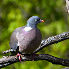 Common Woodpigeon; Paloma Torcaz