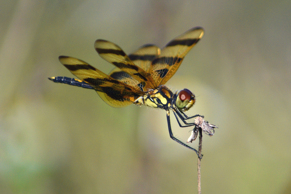 Halloween Pennant