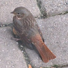 Fox sparrow