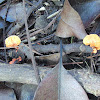 Cinnabar Red Polypore