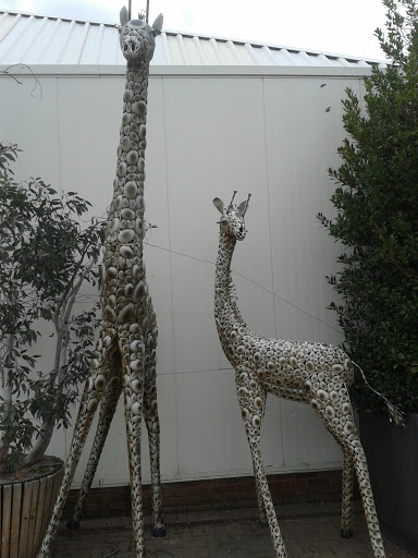 Giraffes