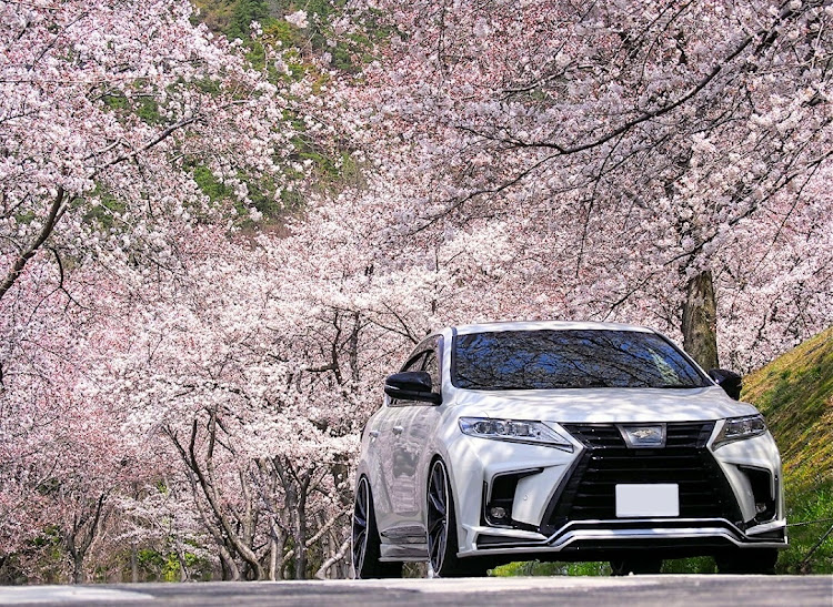 ハリアーの🌸桜とコラボ・素晴らしいスポット・Part2・コロナウイルスに負けないに関するカスタム事例の投稿画像2枚目