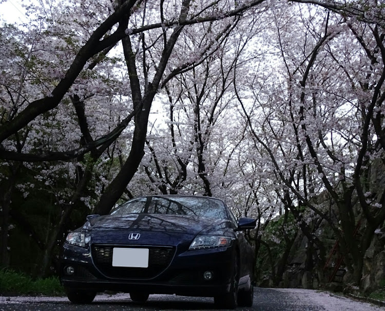 CR-ZのCR-Z ZF2・桜と愛車・左斜め前写真展に関するカスタム事例の投稿画像2枚目