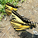 Western tiger swallowtail