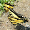 Western tiger swallowtail