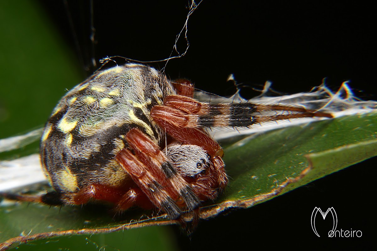 Marbled orb-weaver