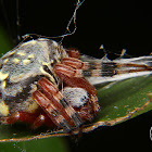 Marbled orb-weaver