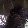 American Robin Nestlings