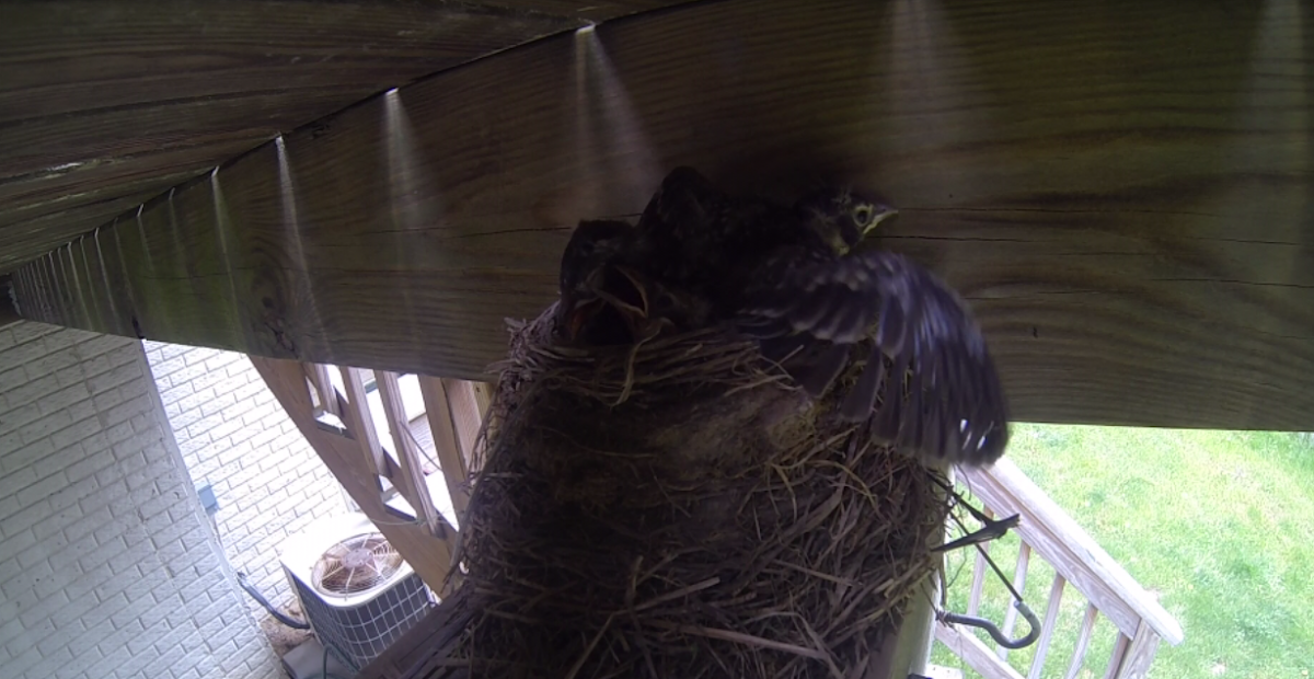 American Robin Nestlings