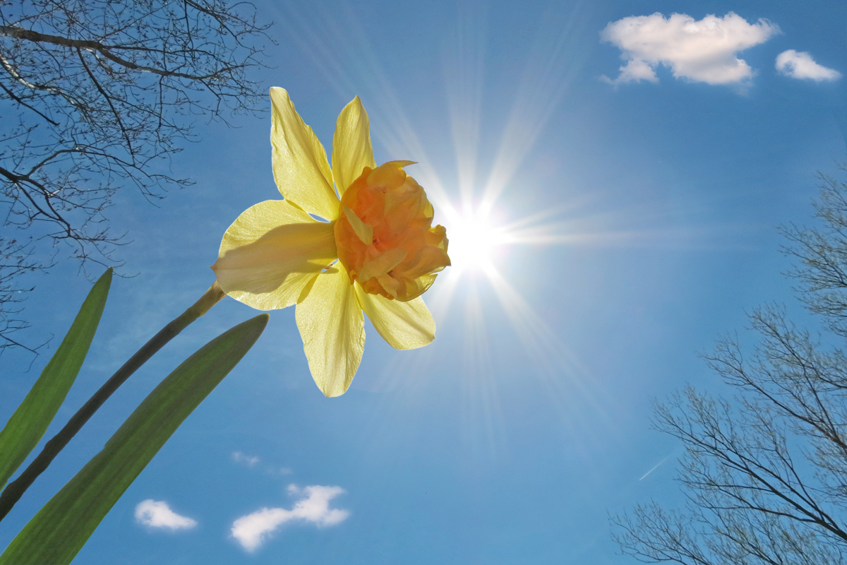 Narciso bacia il Sole di utente cancellato