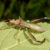 Broad-headed bug