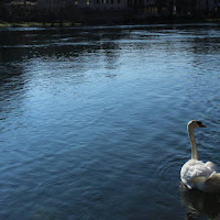 Lago dei cigni di 