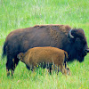 American bison