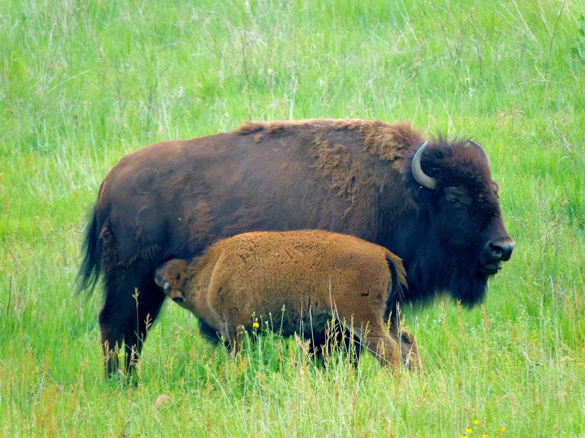 American bison