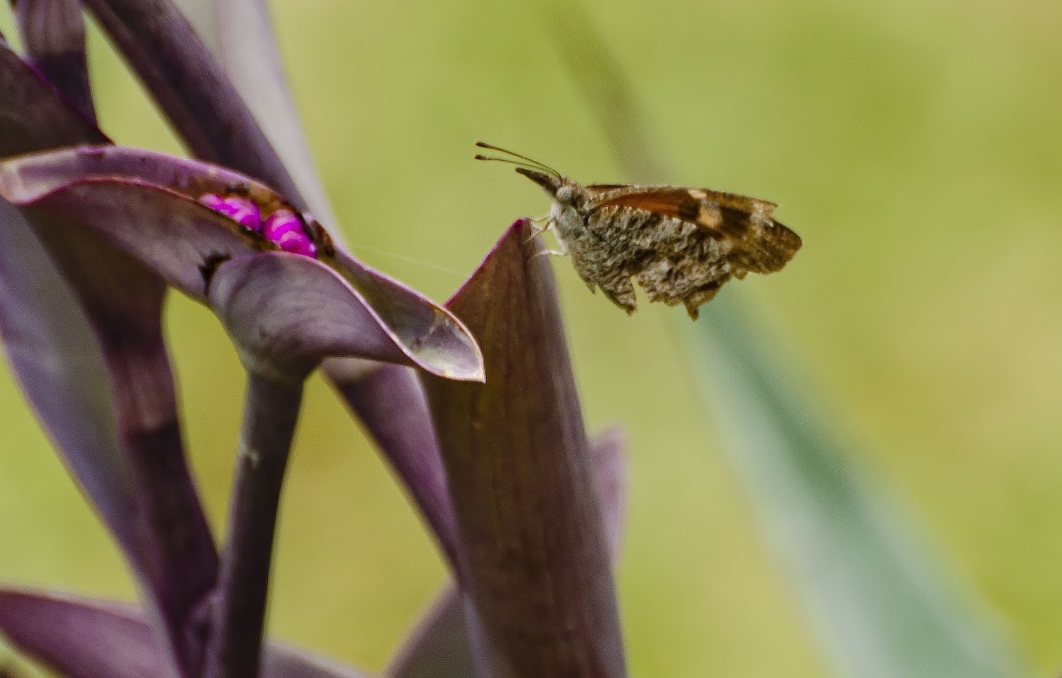 American Snout Butterfly