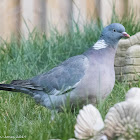 Woodpigeon