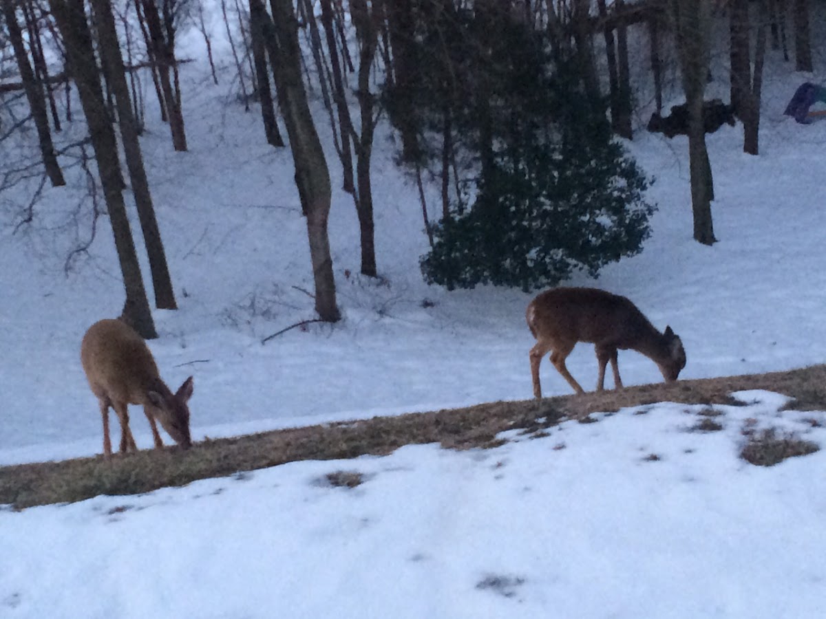 White tail deer