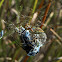 Banded Garden Spider