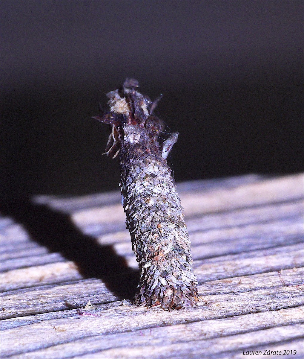 Bagworm Moth Caterpillar