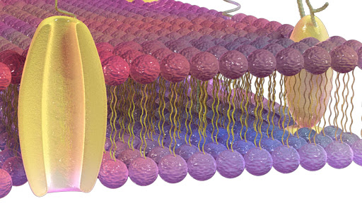 Plasma Membrane 3D