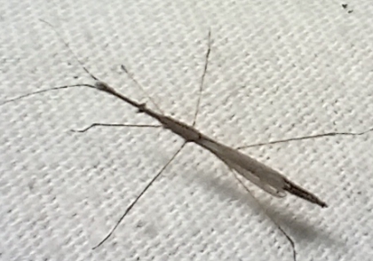 Stick bug ?