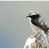 Grey Bushchat