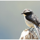 Grey Bushchat