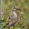 Pacific Goldnen Plover