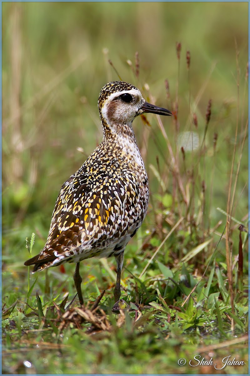 Pacific Goldnen Plover