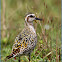 Pacific Goldnen Plover