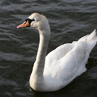 Mute Swan