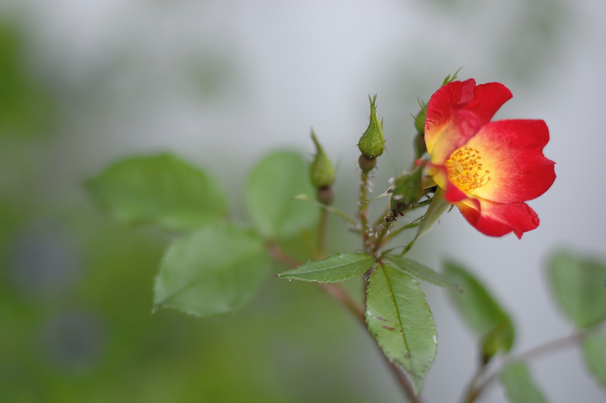 Il mio fiore di gnplferrari 