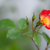 Il mio fiore di 