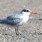 Tern