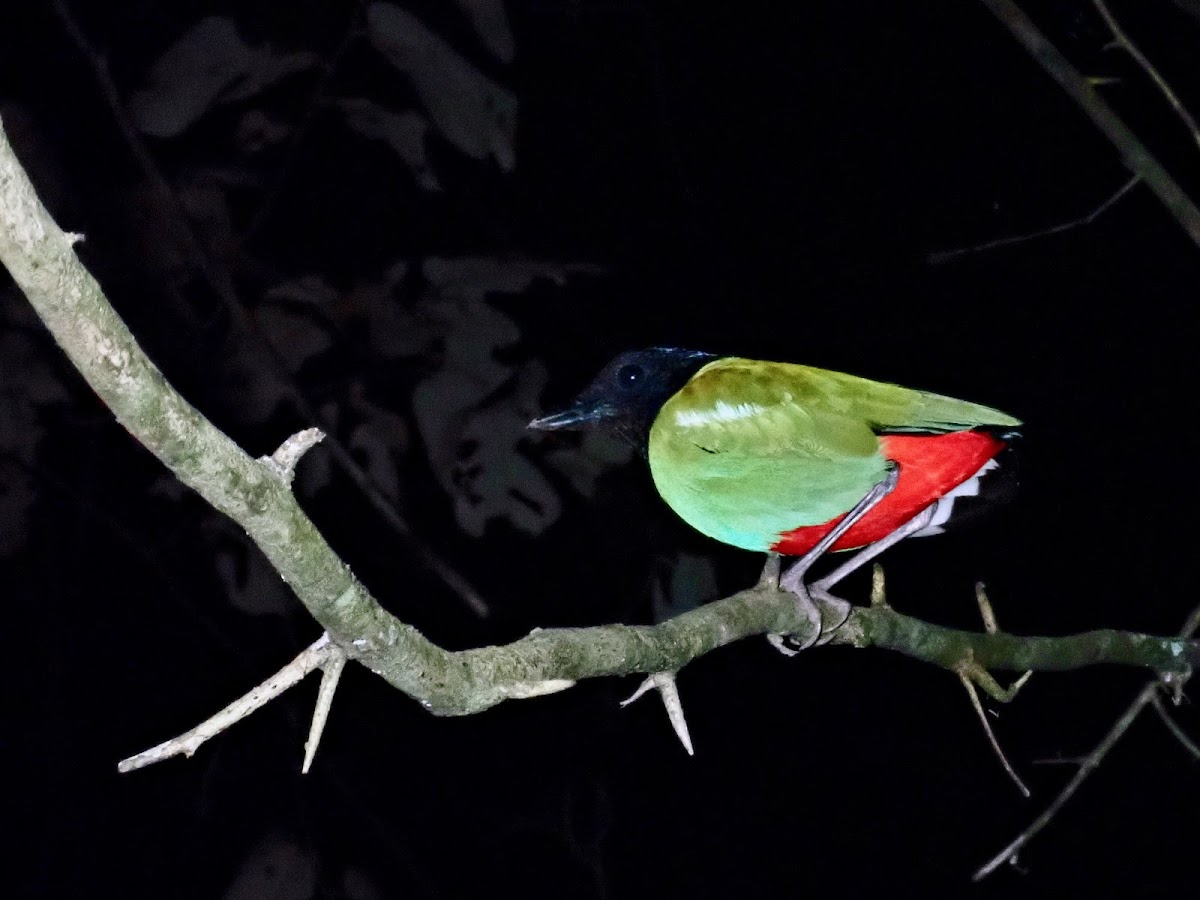 Hooded Pitta