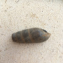 Decollate snail